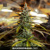 Bulk Seed Bank Ananas Funk 10 seeds