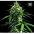 Bulk Seed Bank CBD Indica King 5 seeds