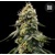 Bulk Seed Bank Runtz Gluntz 5 seeds