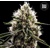 Bulk Seed Bank Dosidos Rocketos 5 seeds