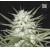 Bulk Seed Bank Early Top Skunk 10 seeds