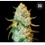 Bulk Seed Bank Special Crystal Haze 10 seeds