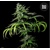 Bulk Seed Bank Auto Tropical Coconut from 17,5.-€