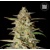 Bulk Seed Bank Auto Hindu Kush 5pc