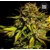 Bulk Seed Bank Extra Mintz 10 seeds