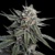 Huba Seed Bank Holy Grail Kush 5 seeds