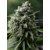 Silent Seed Critical + 2.0 Fem5