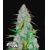 FastBuds Californian Snow Auto 3 seeds