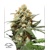 Dutch Passion Seed Company Orange Hill Special Fem 3 seeds