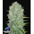 FastBuds Original Auto Northern Lights 1 seed