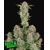 FastBuds Bruce Banner Auto 3 seeds