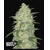 FastBuds Originals Auto White Widow 3 seeds