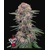 FastBuds Cherry Cola 25 seeds