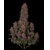 FastBuds Crystal Meth 100 seeds