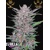 FastBuds Gorilla Punch Auto 100 Seeds