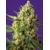 Sweet Seeds Crystal Candy XL Auto