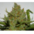 FastBuds Green Crack 3 pcs