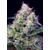 Sweet Seeds Cream Caramel F1 Fast Version