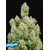 FastBuds Original Cinderella Auto 10 seeds