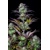 FastBuds Original Auto Blueberry 100 seeds