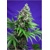 Sweet Seeds Killer Kush Fast Version