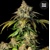 Bulk Seed Bank Auto Bruce Banner #5 5 pcs