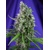 Sweet Seeds Sweet Trainwreck Auto