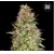 Bulk Seed Bank Auto White Prussian 5 pcs