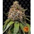 Barney's Farm White Widow XXL 5 pcs