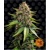 Barney's Farm White Widow XXL Auto 3 pcs