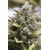 Humboldt Seed Company OG Kush Auto 5 pcs