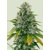 Royal Queen Seeds Royal Moby 3 pcs