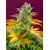 Sweet Seeds Gorilla Girl F1 Fast Version 5 pcs