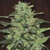 Ace Seeds Malawi 3 seeds