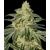 Barney's Farm Afghan Hash Plant Regular 10 seeds