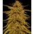 Barney's Farm Pineapple Haze- Regular 10 seeds