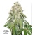 Dutch Passion Seed Company Auto Banana Blaze 7 seeds