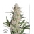 Dutch Passion Seed Company Auto Critical Orange Punch 7 seeds