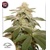 Dutch Passion Seed Company Sugar Bomb Punch 5 seeds