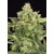 Exotic Seeds Mango Cream Auto 10 seeds