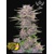 FastBuds Banana Purple Punch 3 seeds