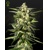 Green House Seed Co. Jack Herer Auto 10 seeds