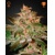 Green House Seed Co. Pure Kush 5 seeds