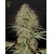 Green House Seed Co. Super Bud Auto 5 seeds