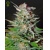 Green House Seed Co. Super Lemon Haze Auto 5 seeds