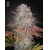 Green House Seeds Pulp Friction 10 seeds