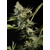 Paradise Seeds Glowstarz 3 seeds