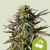 Royal Queen Seeds Cherry Pie Auto 10 seeds