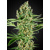 Sensi Seeds Critical Runtz