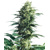 Sensi Seeds Mothers finest regular 10 seeds